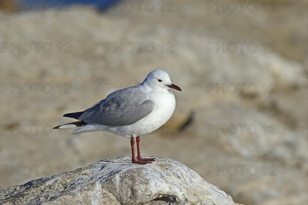 Hartlaub's Gull or King Gull (Chroicocephalus hartlaubii