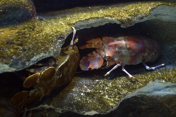 Shoveller Crayfish (Scyllarides elizabethae)