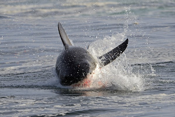 Great White Shark (Carcharodon carcharias)