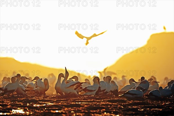 Cape Gannets (Morus capensis) in the last light