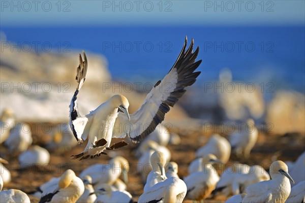 Cape Gannet (Morus capensis) landing in colony