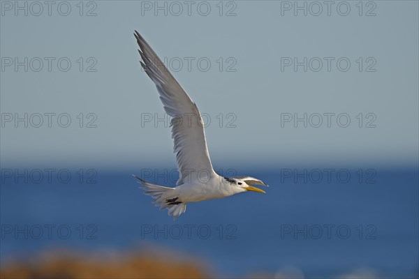 Greater Crested Tern (Thalasseus bergii)