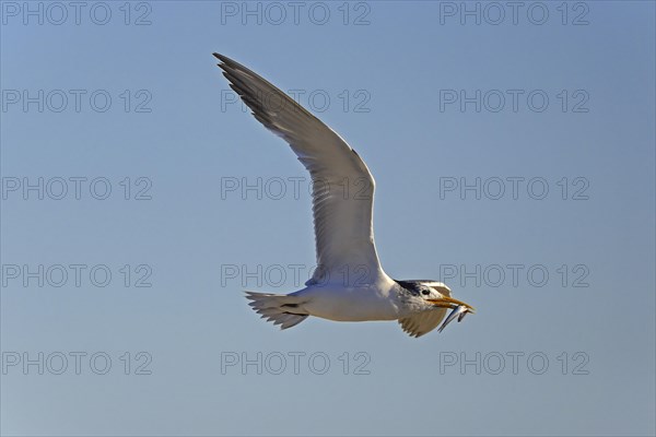 Greater Crested Tern (Thalasseus bergii) with caught fish in the beak