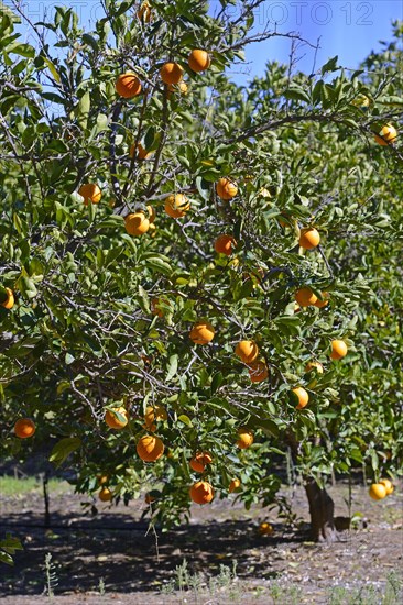 Oranges on trees in a plantation