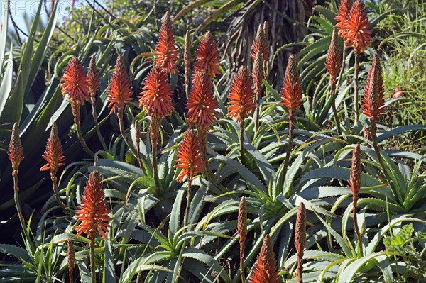 Aloe (Aloe sp.)