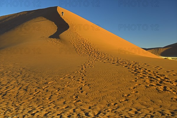 Tourists climbing Dune 45 in the evening light