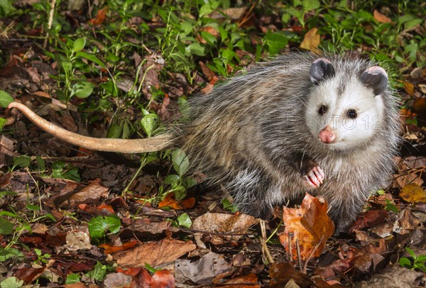 Virginia opossum (Didelphis virginiana)