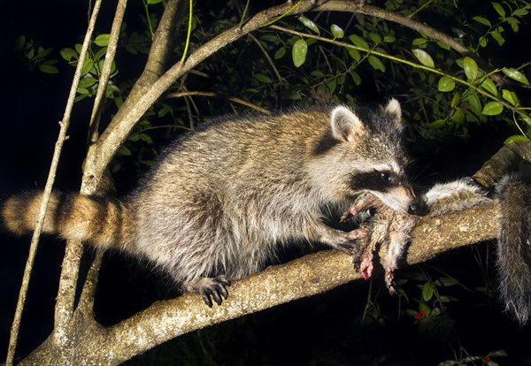 North American raccoon (Procyon lotor) feeding on a killed squirrel in a tree at night