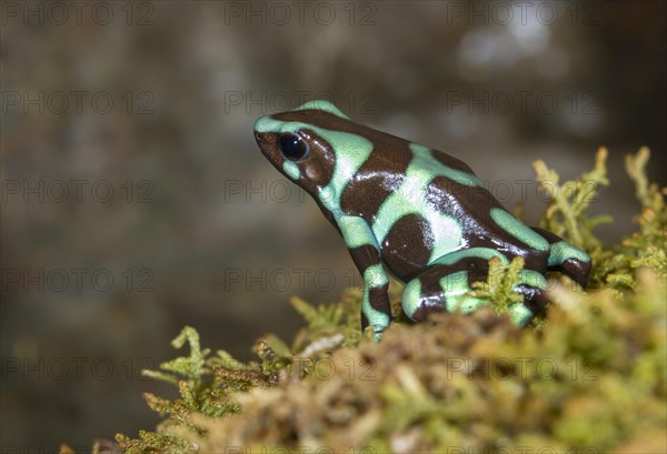 Green and black poison dart frog (Dendrobates auratus)