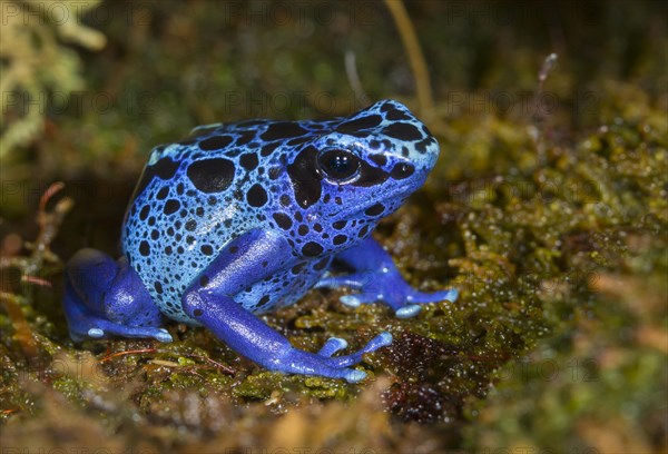 Dyeing dart frog (Dendrobates tinctorius)