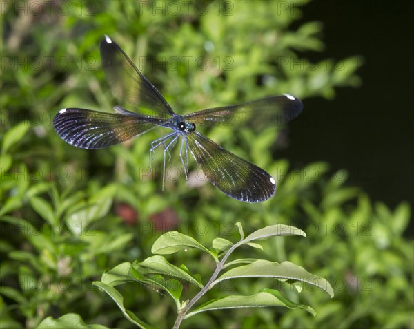Ebony jewelwing (Calopteryx maculata) in flight