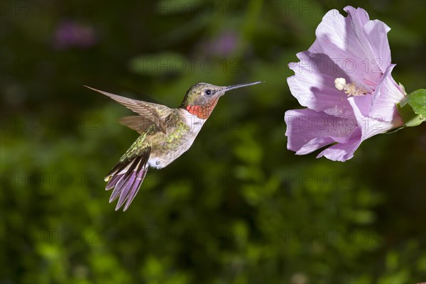 Male Ruby-throated Hummingbird (Archilochus colubris) approaching a flower