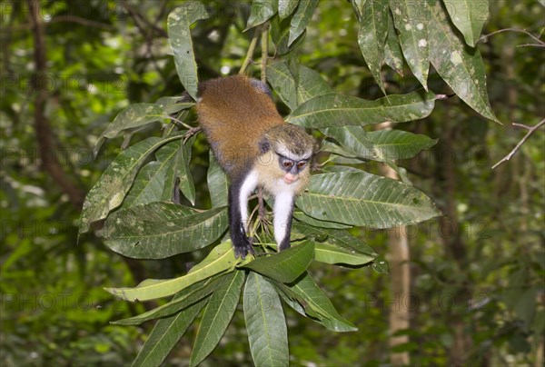 Mona Monkey (Cercopithecus mona) in a tree