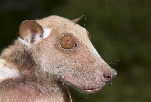 Buettikofer's Epauletted Fruit Bat (Epomops buettikoferi)