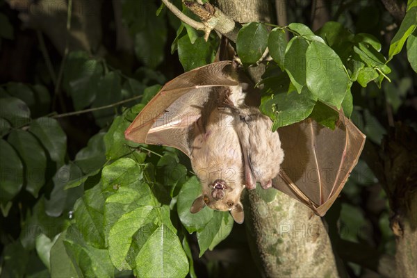 Gambian Epauletted Fruit Bat (Epomophorus gambianus)