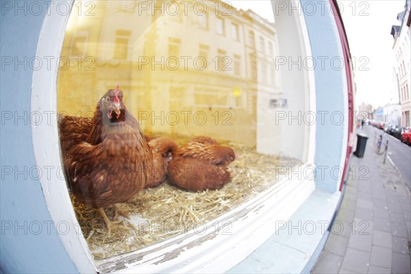 Chickens in a shop display window