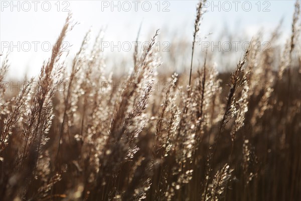 Common Reed (Phragmites australis)