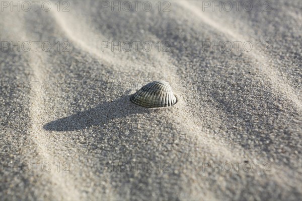 Shell lying in the sand on the beach