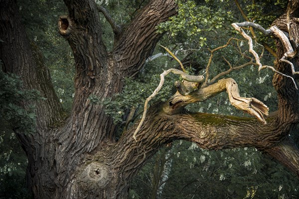 Old English oak (Quercus robur)