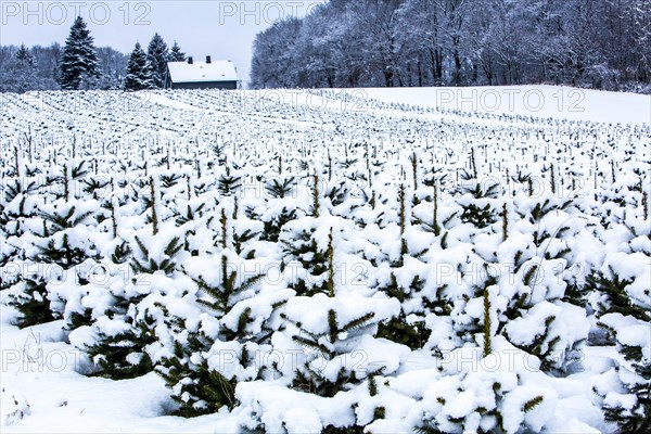 Nursery for Christmas trees in winter