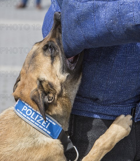 Belgian Shepherd dog