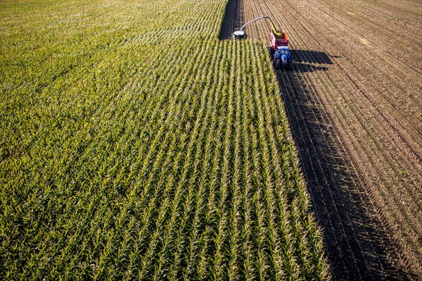 Corn harvest