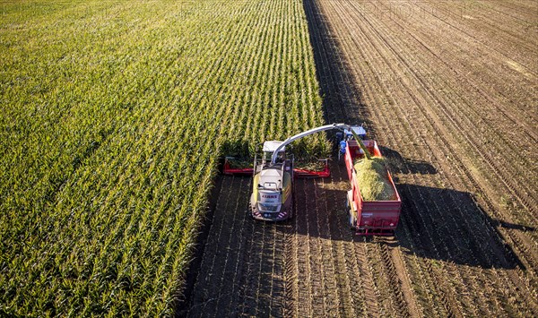 Corn harvest