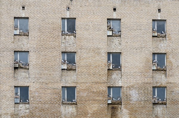 Black-legged Kittiwakes (Rissa tridactyla) nesting in the windows of a barracks in the abandoned Russian mining town of Pyramiden