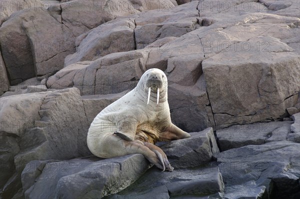 Young Walrus (Odobenus rosmarus) on rocks near the shore