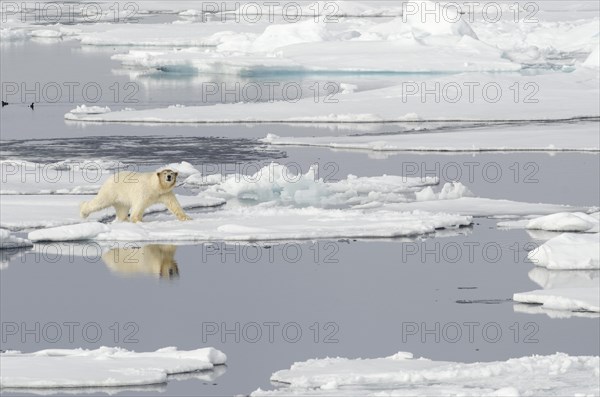 Polar Bear (Ursus maritimus) with a blood-stained brown coloured head on pack ice