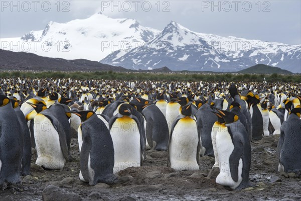 King Penguins (Aptenodytes patagonicus) adult birds incubating eggs