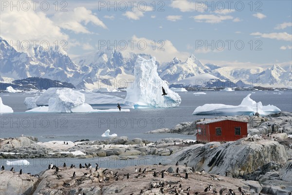 Argentinian refuge in front of icebergs and Gentoo Penguins (Pygoscelis papua)