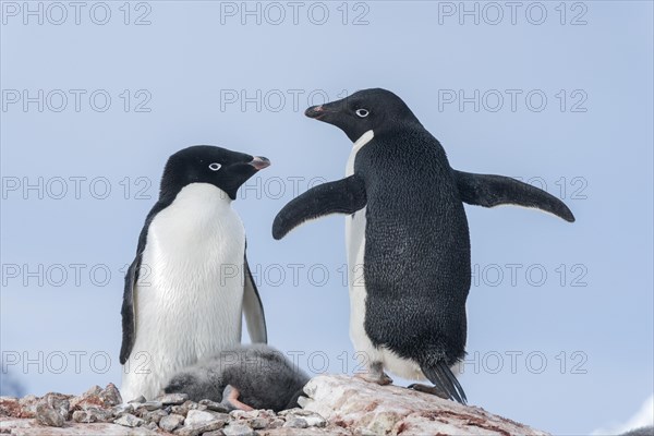 Adélie Penguins (Pygoscelis adeliae) with a sleeping chick