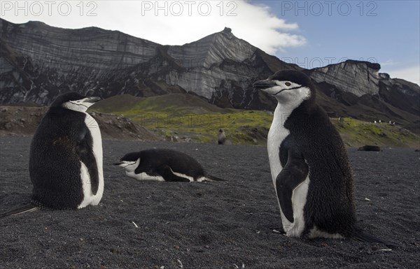 Chinstrap Penguins (Pygoscelis antarctica) in front of glaciers