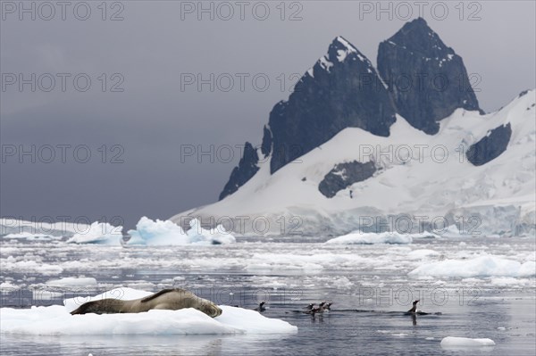 Leopard Seal (Hydrurga leptonyx)