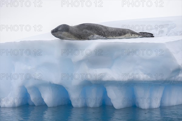 Leopard Seal (Hydrurga leptonyx) lying on an iceberg