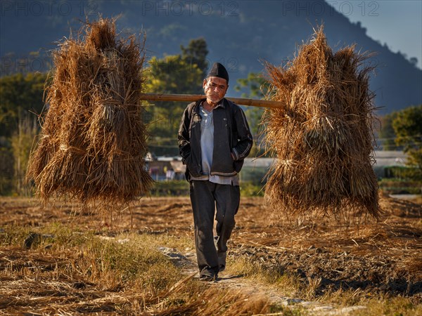 Farmer bringing back the harvest