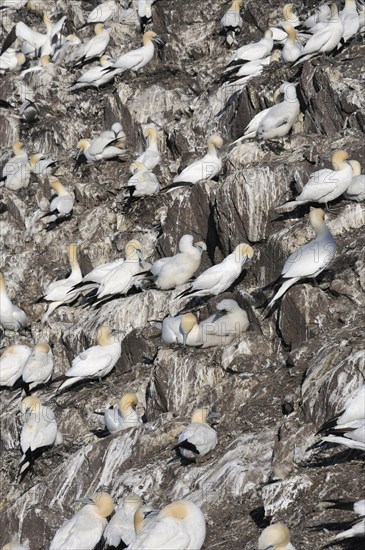 Northern Gannet (Morus bassanus) colony