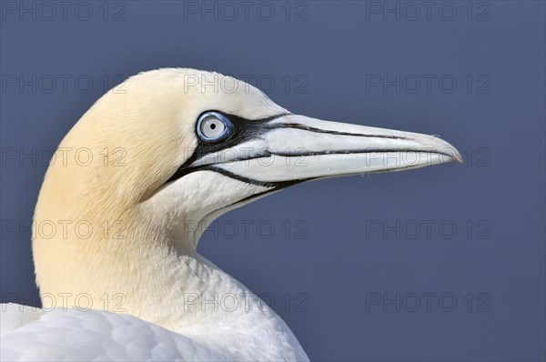 Northern Gannet (Morus bassanus)