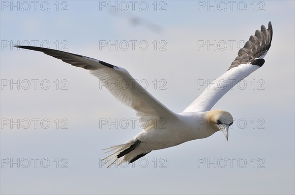 Northern Gannet (Morus bassanus) in flight