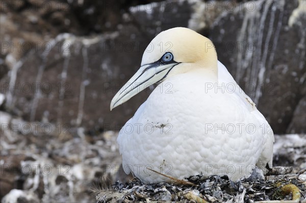 Northern Gannet (Morus bassanus) on its nest