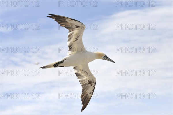 Northern Gannet (Morus bassanus) in flight