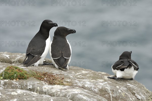 Young Razorbills (Alca torda) on a cliff above the sea