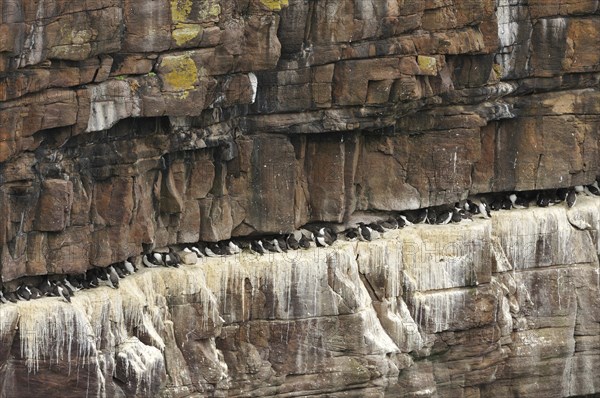 Bird cliffs