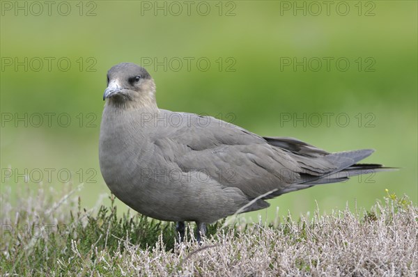 Parasitic Jaeger or Arctic Skua (Stercorarius parasiticus)