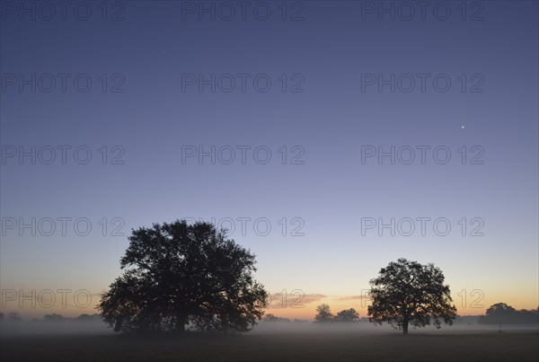 Meadow landscape with solitary oak trees in the morning mist at sunrise