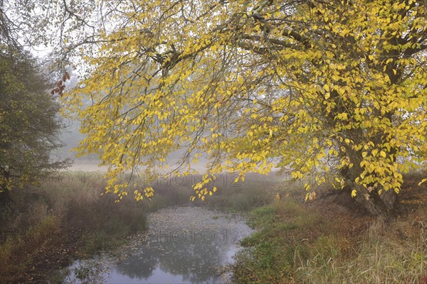 Wetland landscape in the early morning