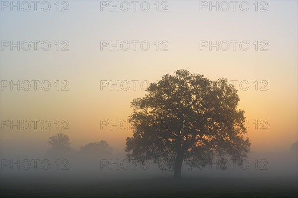 Meadow landscape with solitary oak trees in the morning mist at sunrise