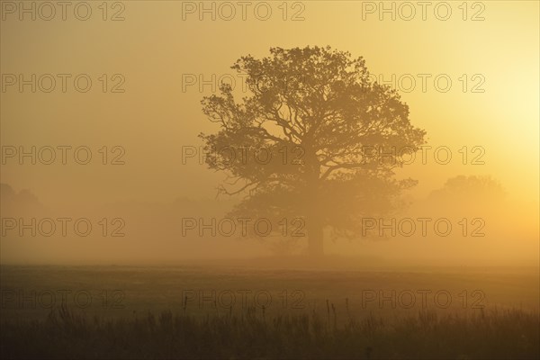 Solitary oak tree in the morning fog