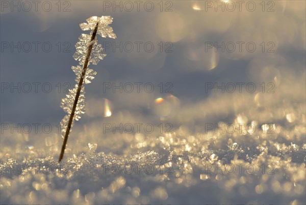 Ice and snow with backlighting